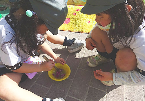 園庭の草花で色水作り